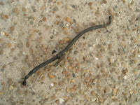 FZ6 S2 Durite de frein ariere, rear BRAKE LINES Bremsleitung Rückseite